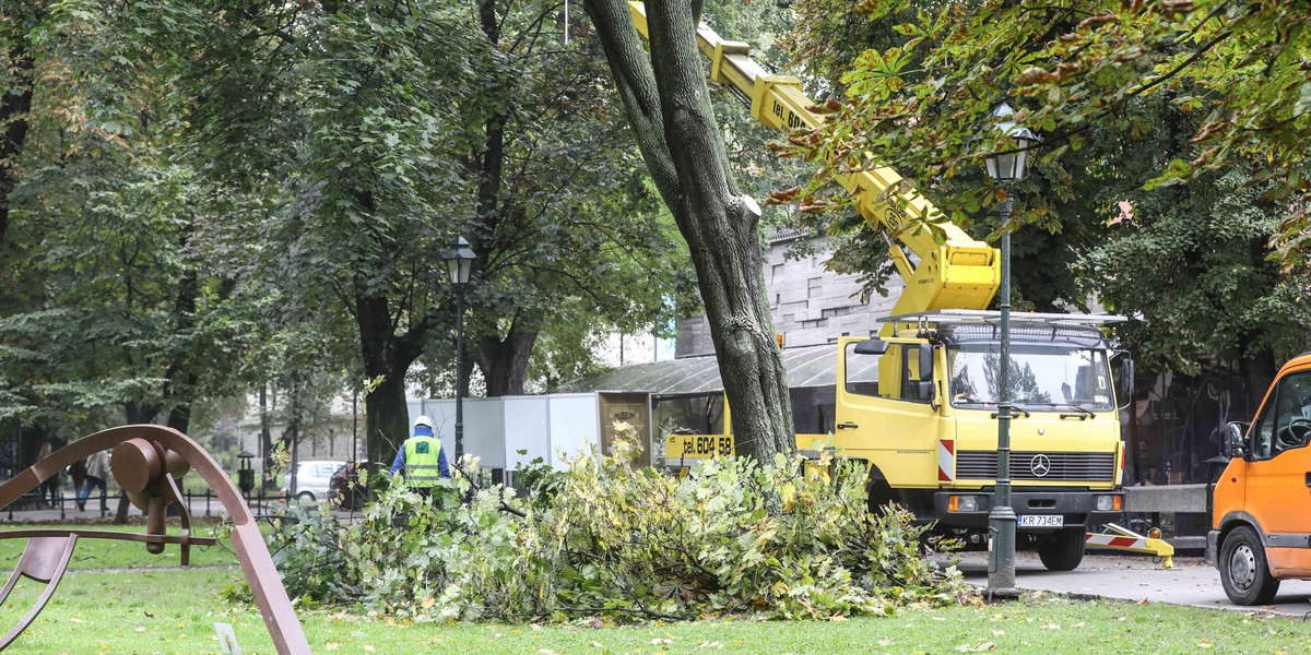 Wycinka drzew na Plantach w Krakowie 