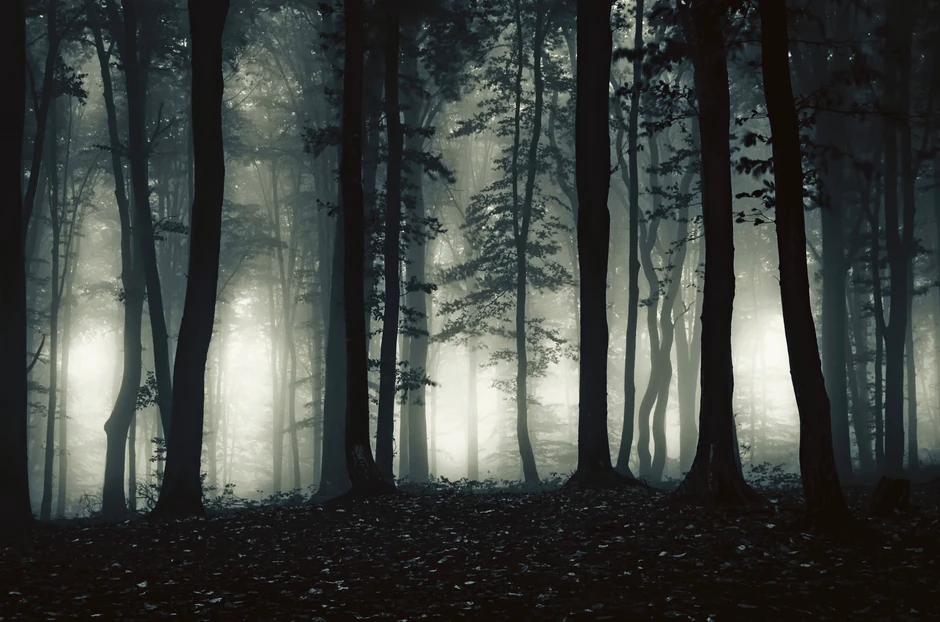 Snimanje na Tari: Scena iz filmskog horora "Forest"