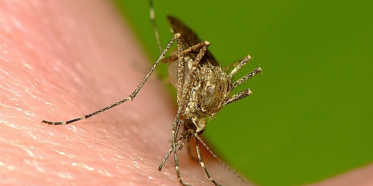 Naukowcy znaleźli sposób na komary