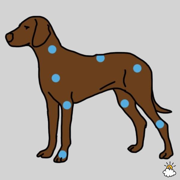 7 egyértelmű tünet, ami azt jelzi, kutyádnak ízületi gyulladása van - Blikk  Rúzs