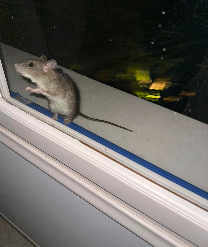 Mali pacov na prozoru apartmana u Kefaloniji
