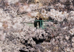 Cvetanje trešnji u Japanu - Tokio