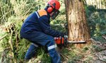 Będą masowe wycinki drzew w całej Polsce?!