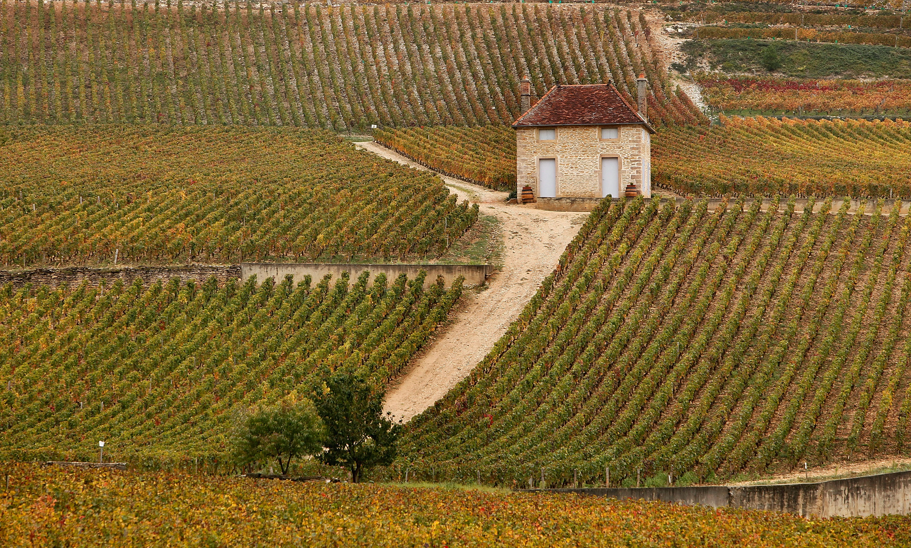 La Chine reconnaît 70 vins de Bourgogne et ouvre son marché