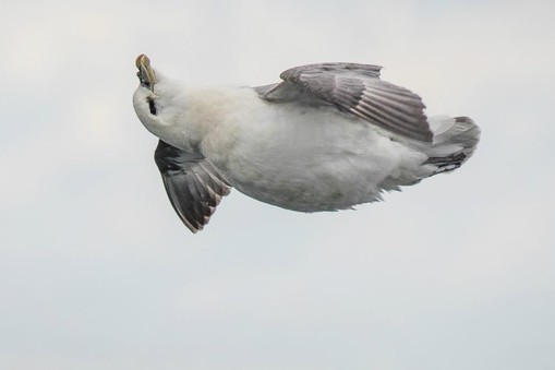 Fulmar. Mistrz powietrznych akrobacji.