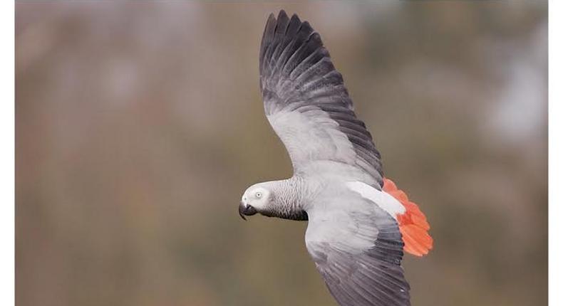 African Grey Parrot