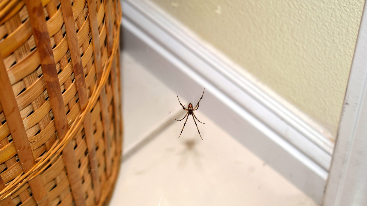 Arachnofóbia trápi mnohých z nás.