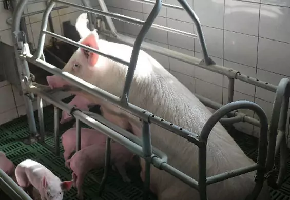 Przekleństwo bycia matką. Polskie świnie miesiącami siedzą w klatkach, w których nie mogą się obrócić