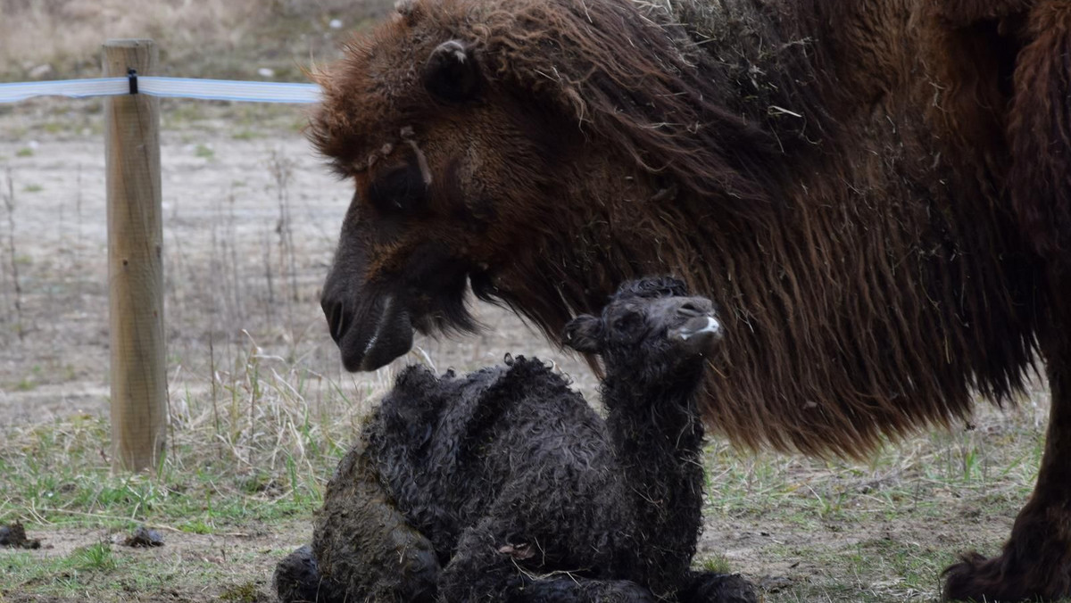 Poznańskie zoo poinformowało, że wczoraj rano urodził się tam wielbłąd. Maluch na razie nie chce pić mleka matki, dlatego opiekunowie dostarczają mu specjalne od mleczarzy.