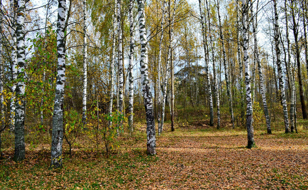 Brzozy, lasek brzozowy, park