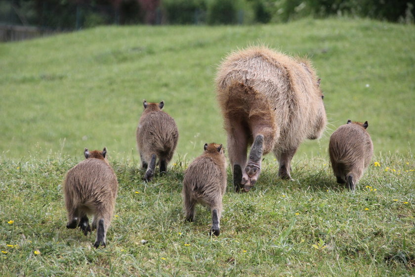 Młode kapibary w poznańskim  zoo