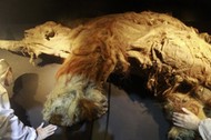 People examine a frozen woolly mammoth named Yuka during a media preview at the Chiang Kai-shek Me