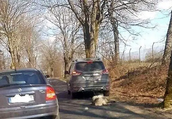 Nowe fakty w sprawie byłego senatora PiS. Policja znalazła na jego posesji zwłoki psa