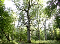 Rozkradają polskie lasy