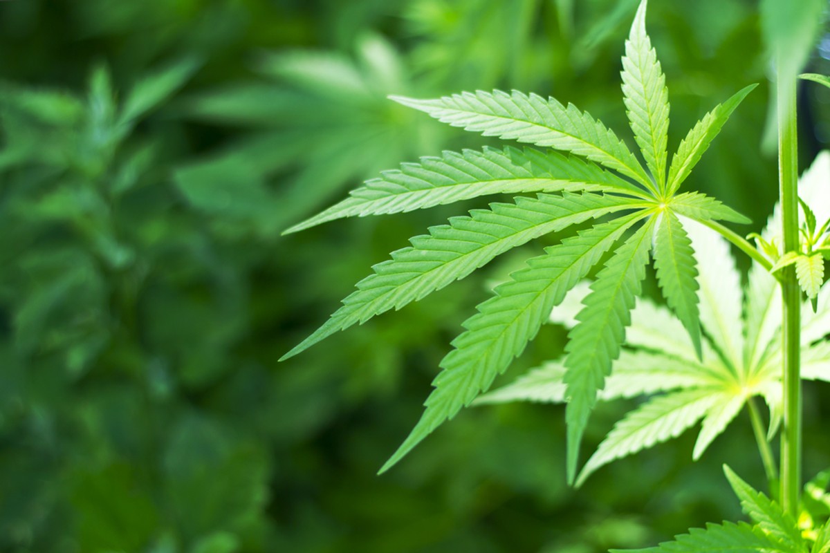 Marihuana
