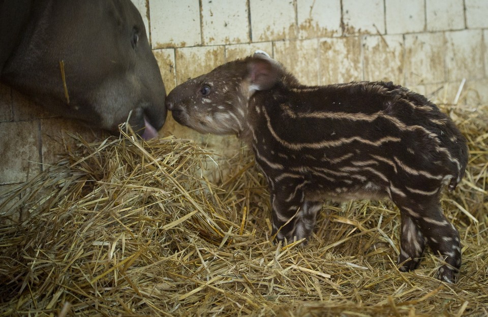 Łódzkie zoo ma nowych mieszkańców