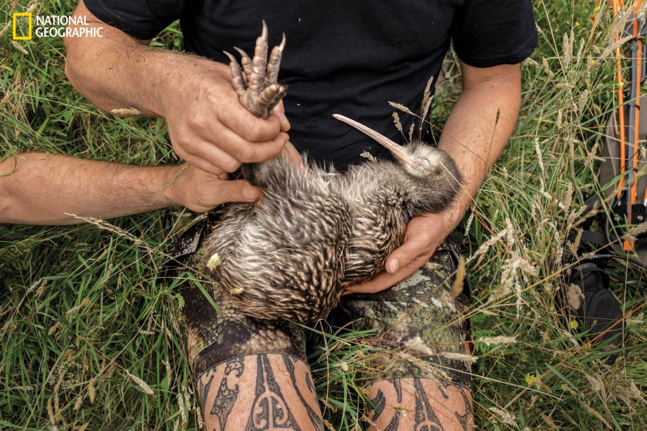 Specjaliści terenowi badają kiwi brunatne z Wyspy Północnej.