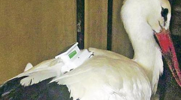 Megették a kémkedéssel vádolt gólyát