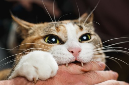 Minket is levadásznak a cicák? Ezek a leggyakoribb okok, ami miatt megharaphat a macskánk
