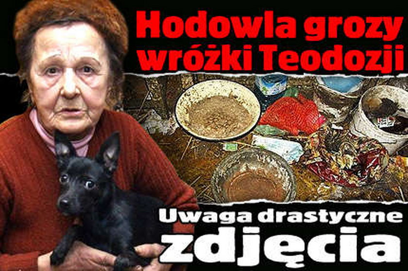 Hodowla grozy wróżki Teodozji