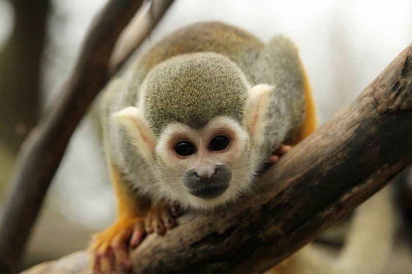 Majmun veverica u "Voburnu" prošle godine