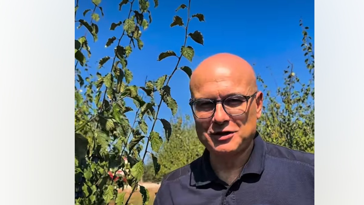 Vučević