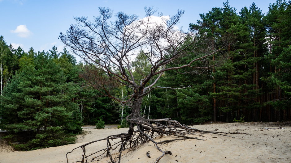 Samotne drzewo na Ruchomej Wydmie w Przemkowskim Parku Krajobrazowym