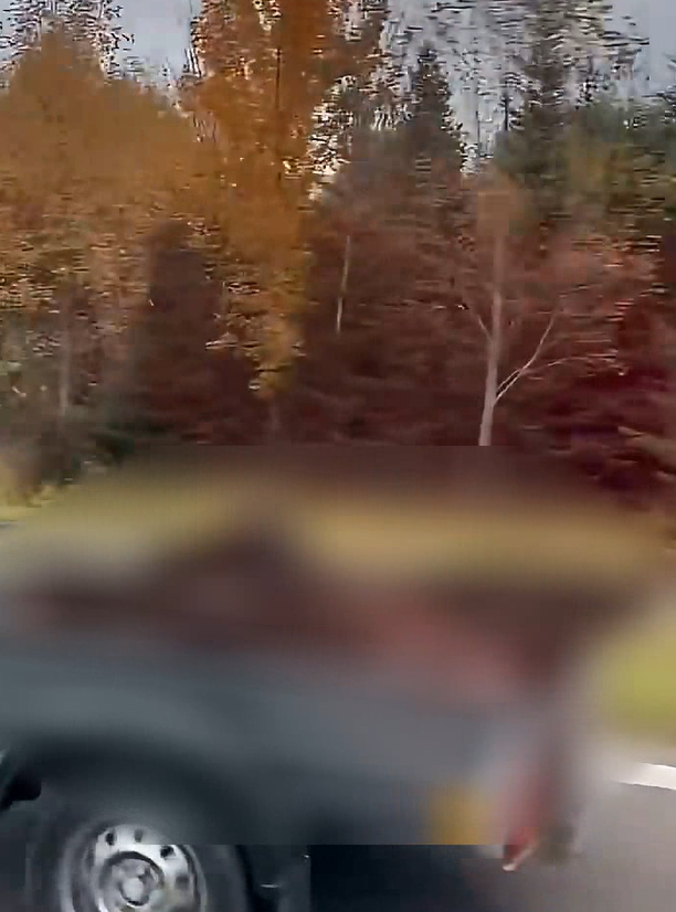Vodič prevážal mŕtveho medveďa na vozíku.