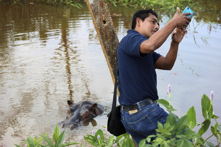 Znaleźli hipopotama w Meksyku. Nikt nie wie skąd się wziął