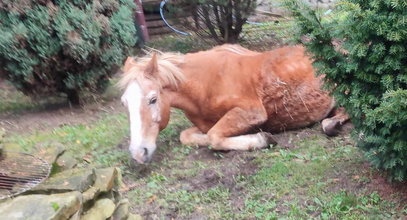 Była o krok od śmierci, a teraz jest jak dziki mustang. Inflacja rządzi w stajni