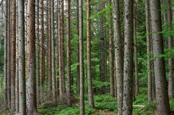 "Pieniądze mogły wspierać kampanię konkretnej partii". Są wyniki audytu Lasów Państwowych