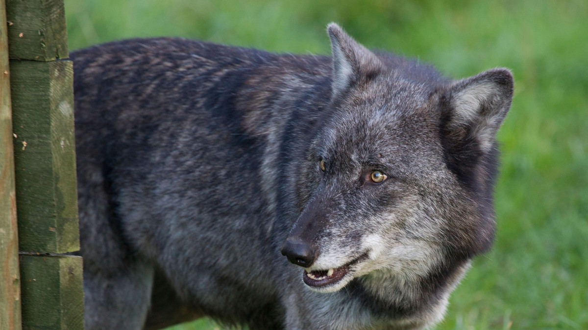 Ilustracija: ženka kanadskog vuka