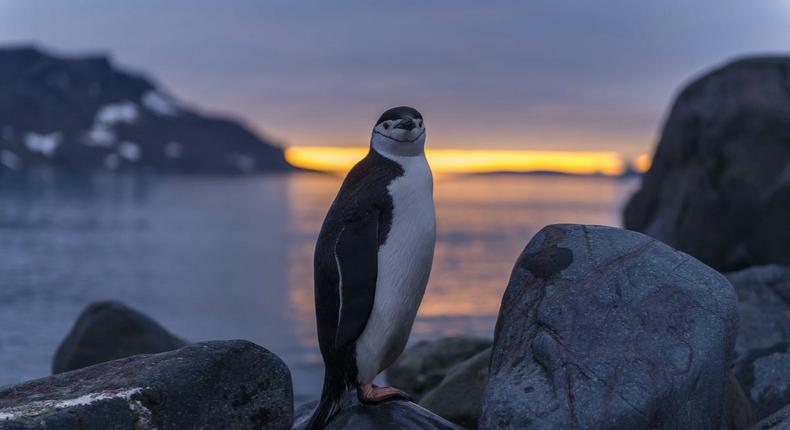 A chinstrap penguin during sunset outside the Comandante Ferraz Station in Antarctica.