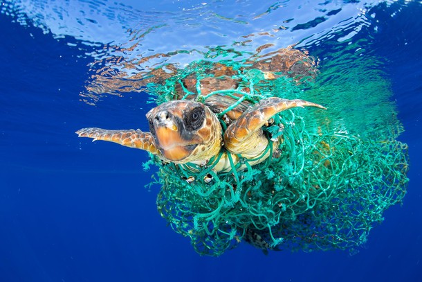 World Press Photo Awards 2017 - Nature - First Prize, Singles - Francis Perez - Caretta Caretta Trap