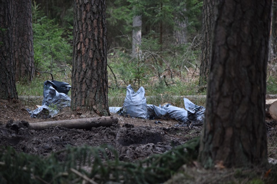 Rezerwat Przyrody Lasy Naturalne na południu Puszczy Białowieskiej.