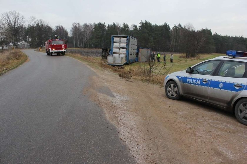 Wypadek ciężarówki z prosiakami!