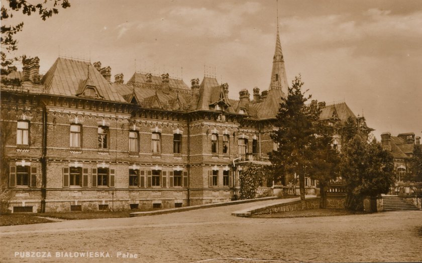 Nie mieli litości dla drzew. Wycinali na rozkaz carycy