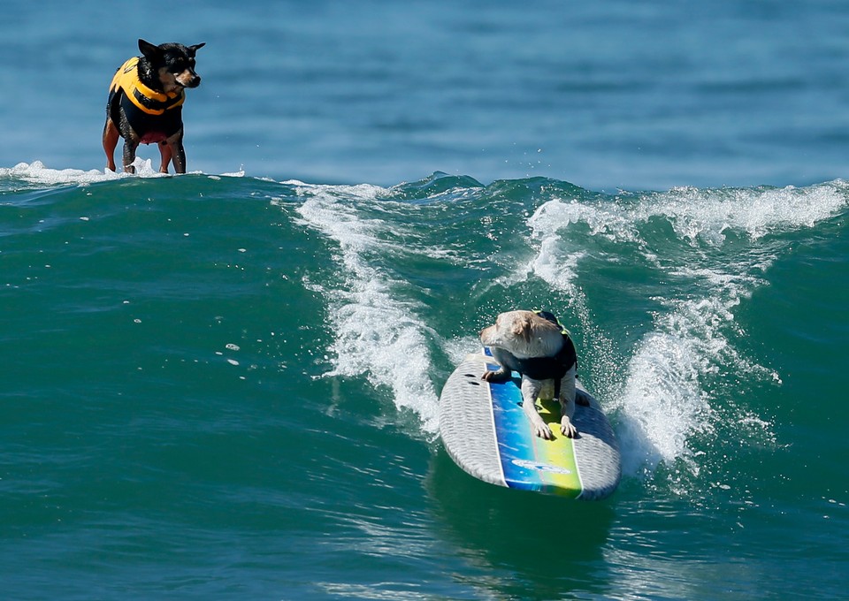 Takich surferów jeszcze nie widzieliście!