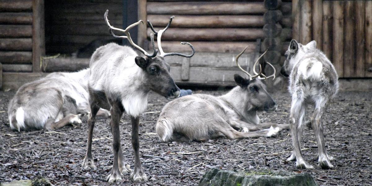 Odwiedź wrocławskie zoo zimą