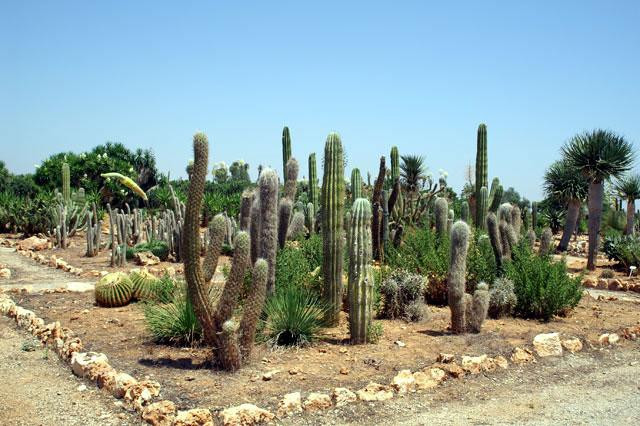 Galeria Hiszpania - Botanicactus, obrazek 5