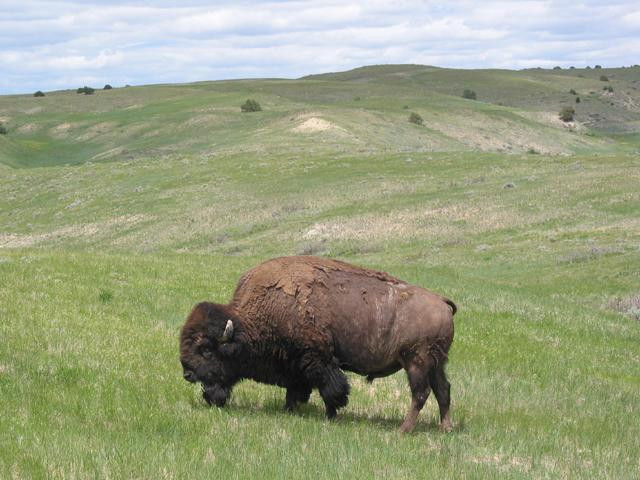 Galeria USA - Park Narodowy Badlands, obrazek 10