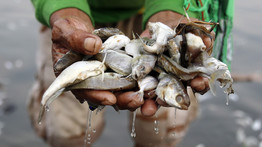 Megrázó fotók! Elpusztult halak lepik be az óceánpartot a Fülöp-szigeteken – galéria