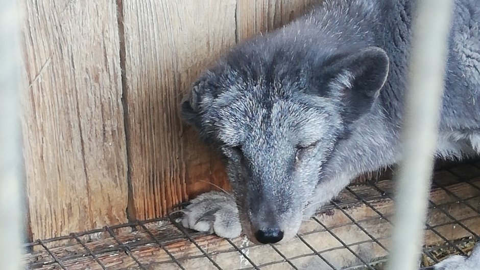 Interwencja na fermie lisów pod Pabianicami. Zwierzęta żyły w złych warunkach