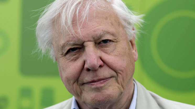 David Attenborough /Fotó: Northfoto