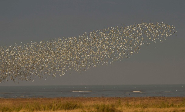 Murmurations of wading birds fly along the coastline of The Wash near Snettisham in east Britain