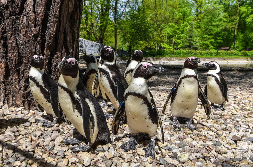 W ZOO w Łodzi sensacja. Urodziny pingwina. Będzie miał imię na „I"