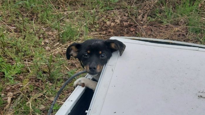 Pies porzucony w pralce w lesie. Uratował go spacerowiczka