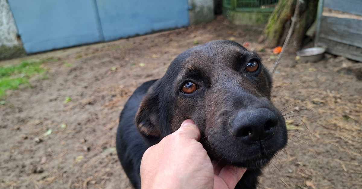 Psy wreszcie wolne od łańcuchów? Ekspertka komentuje długo wyczekiwaną zmianę, choć są wyjątki