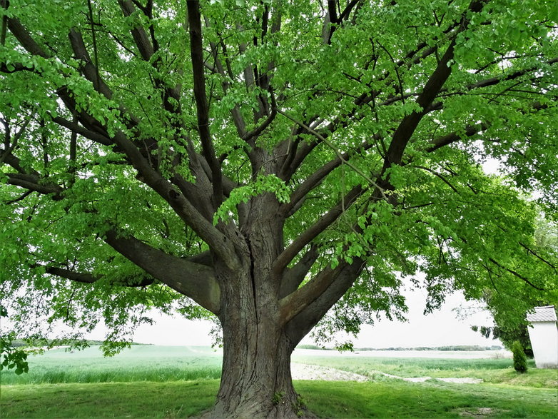 Lipa z Polski walczy o tytuł Europejskiego Drzewa Roku, fot. Hubert Sobiczewski / Tree of the Year