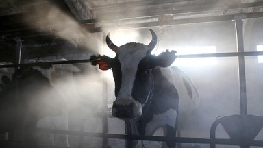 Uniknęły śmierci w rzeźni, a teraz szukają właściciela. Potrzebna pomoc dla krów z Ciecierzyc